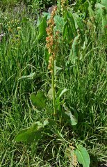 Rumex paucifolius