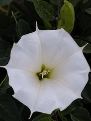 Datura innoxia