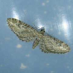 Eupithecia vulgata