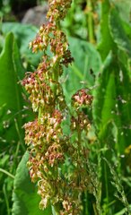 Rumex paucifolius