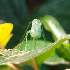 Anaulacomerina