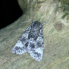 Acronicta megacephala