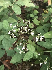 Desmodium viridiflorum