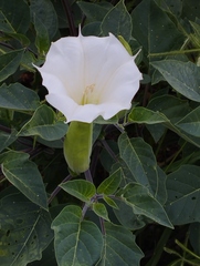 Datura innoxia