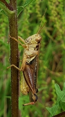 Melanoplus sanguinipes