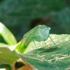 Anaulacomerina