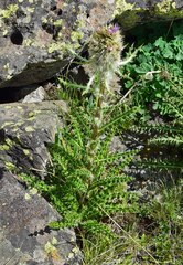 Cirsium