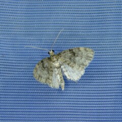Eupithecia tantillaria
