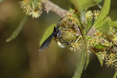 Macrocneme chrysitis