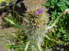 Cirsium