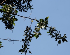 Searsia