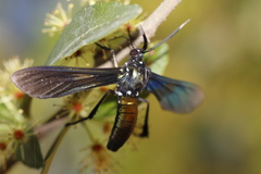 Macrocneme chrysitis