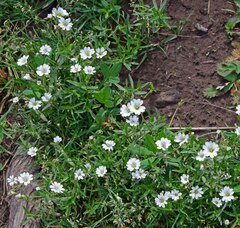 Cerastium arvense