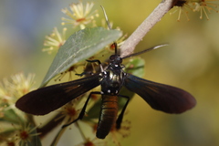 Macrocneme chrysitis