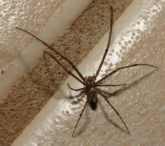 Leucauge