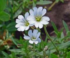 Cerastium arvense