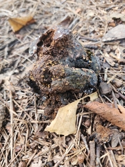 Pisolithus arhizus