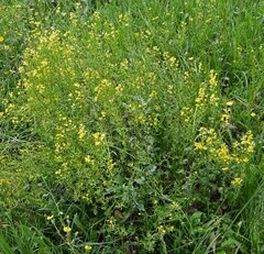 Brassicaceae