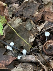 Marasmius capillaris