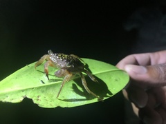 Aratus pisonii
