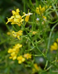 Brassicaceae