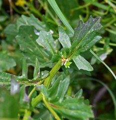 Brassicaceae