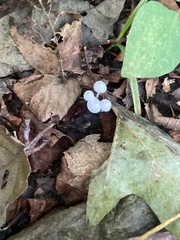 Marasmius capillaris