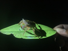 Aratus pisonii