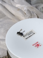 Anthidium maculifrons