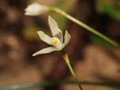 Image of Maxillaria vittariifolia