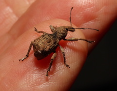 Leptopius tetraphysodes