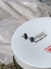 Anthidium maculifrons