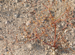 Eriogonum maculatum