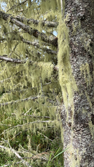 Usnea longissima