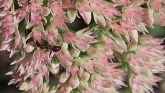 Formica pallidefulva