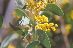Acacia validinervia