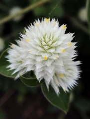 Gomphrena serrata