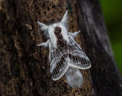 Tolype velleda