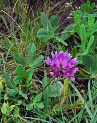 Trifolium parryi
