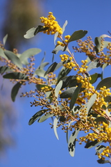 Acacia validinervia