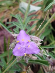 Tradescantia crassifolia