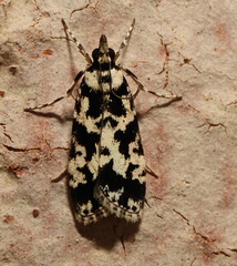 Eudonia aphrodes