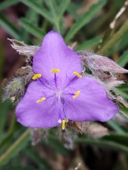 Tradescantia crassifolia