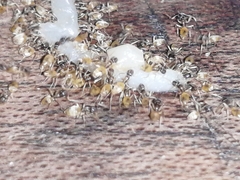 Tapinoma melanocephalum