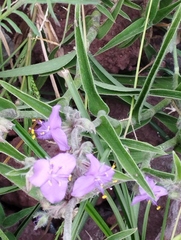 Tradescantia crassifolia