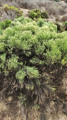 Baccharis sarothroides