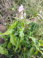Tradescantia crassifolia
