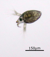 Bosmina longirostris