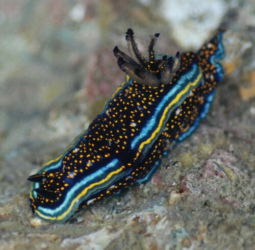 Agassiz's Chromodorid