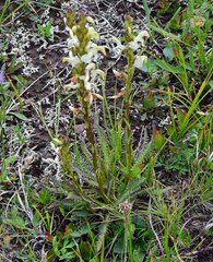 Pedicularis parryi